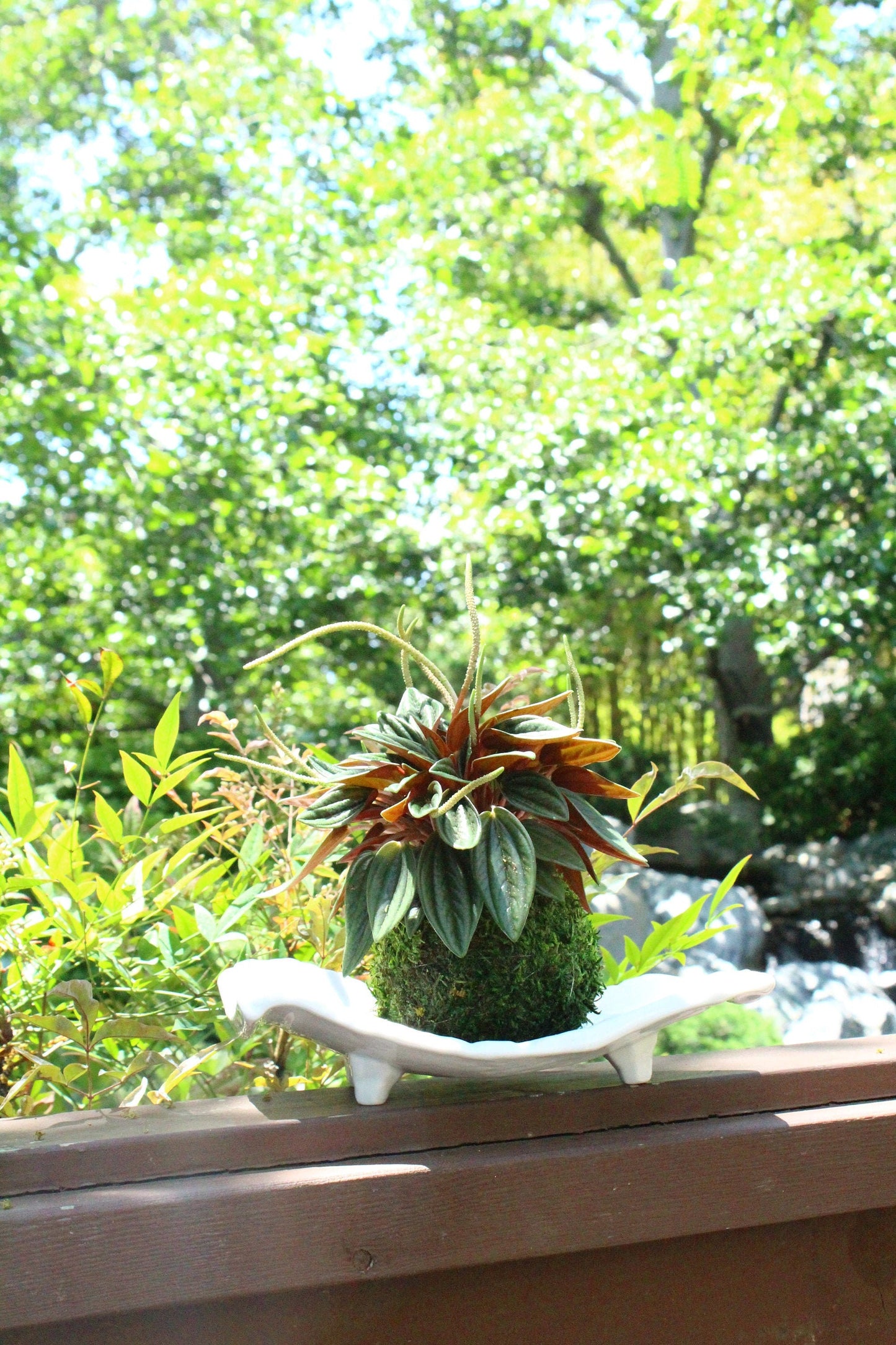 Peperomia caperata “Rosso” Kokedama, Japanese botanical art,  indoor moss ball garden