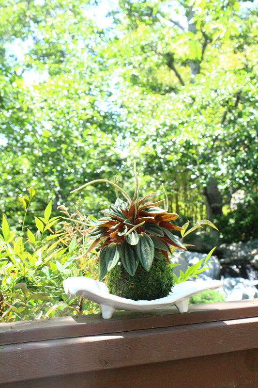 Peperomia caperata “Rosso” Kokedama, Japanese botanical art,  indoor moss ball garden