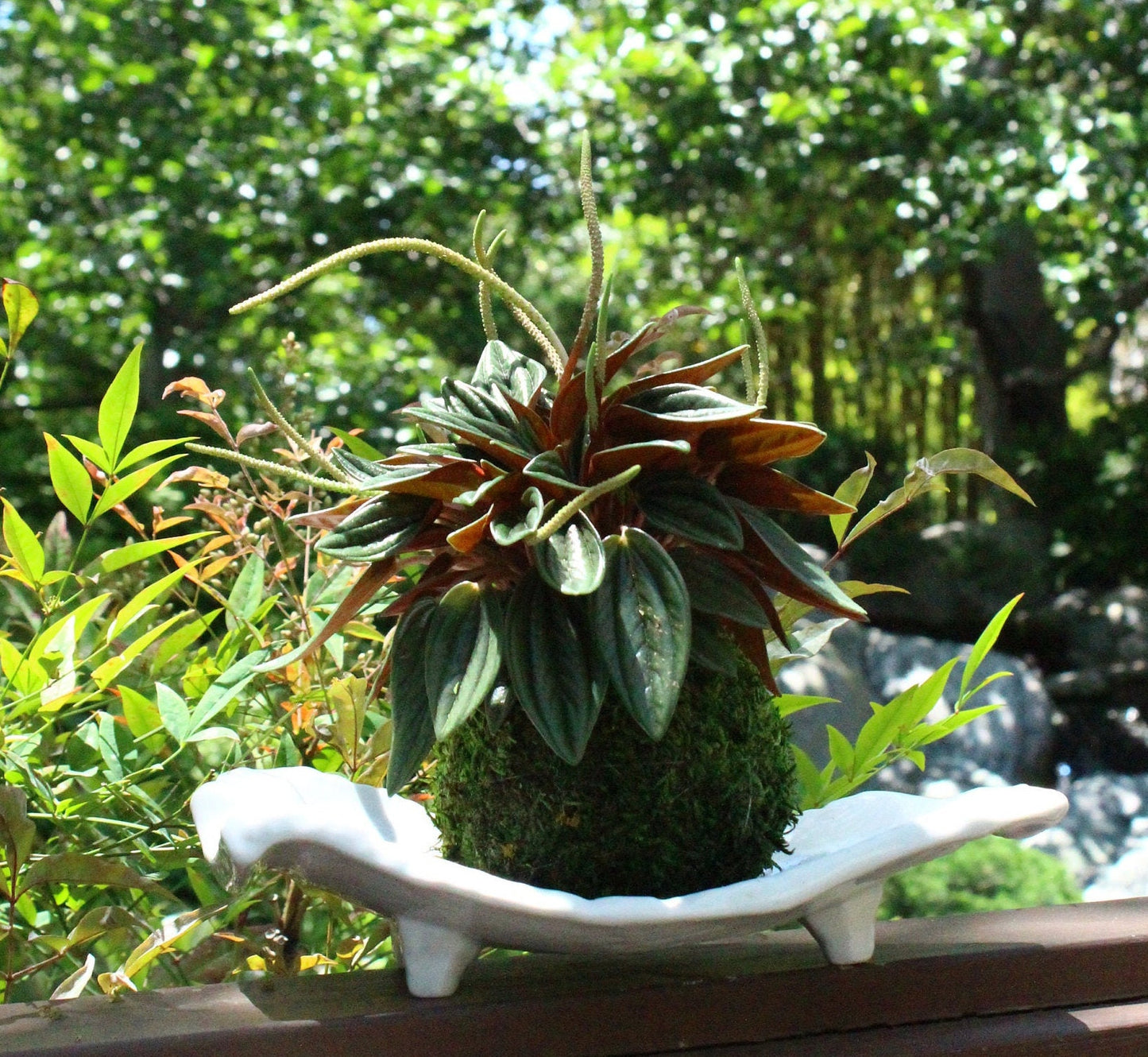 Peperomia caperata “Rosso” Kokedama, Japanese botanical art,  indoor moss ball garden
