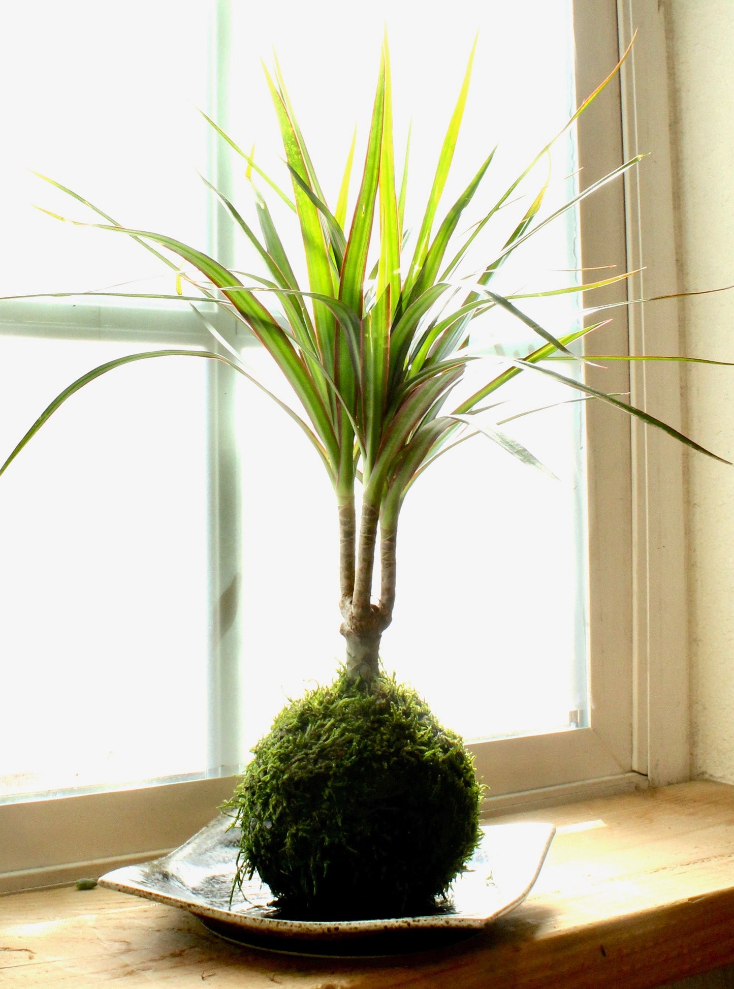 Dracaena Marginata Kokedama - Popular plant- last long. Low light is ok! Good indoor plant.