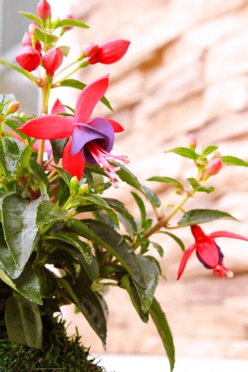 Fuchsia Kokedama - Moss ball, beautiful loving house decor.