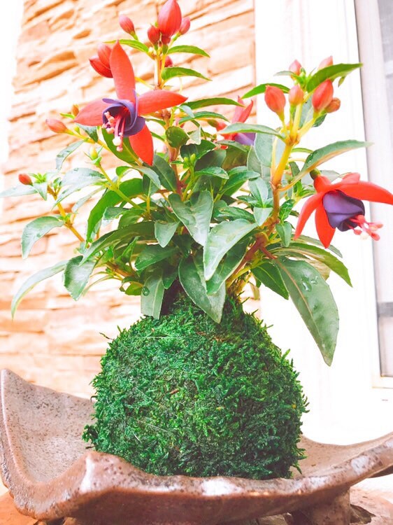 Fuchsia Kokedama - Moss ball, beautiful loving house decor.