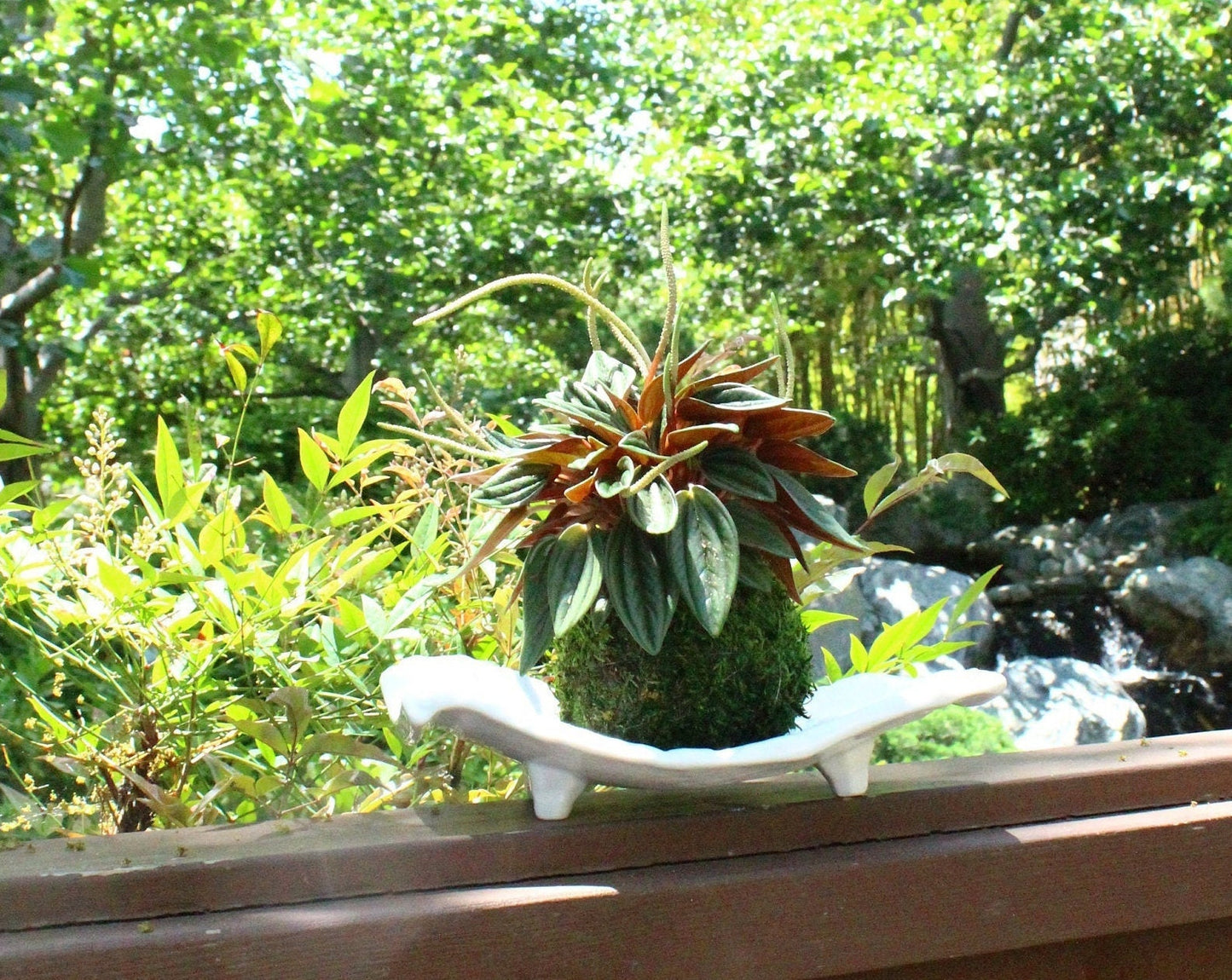 Peperomia caperata “Rosso” Kokedama, Japanese botanical art,  indoor moss ball garden