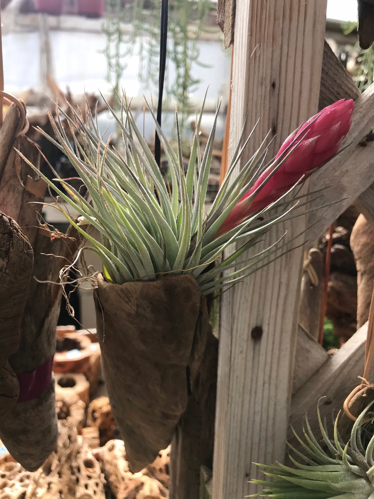 Beautiful tillandsia air plant-Great idea for house decor