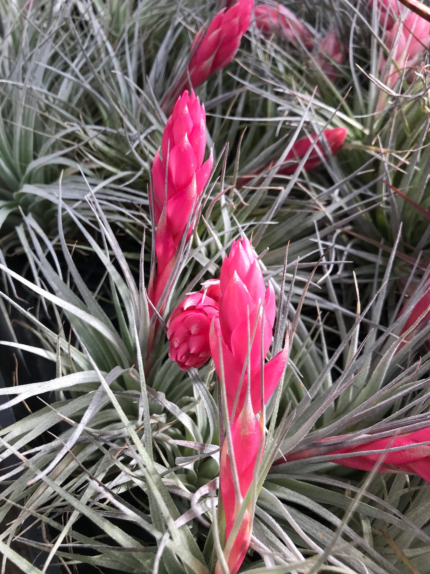 Beautiful tillandsia air plant-Great idea for house decor