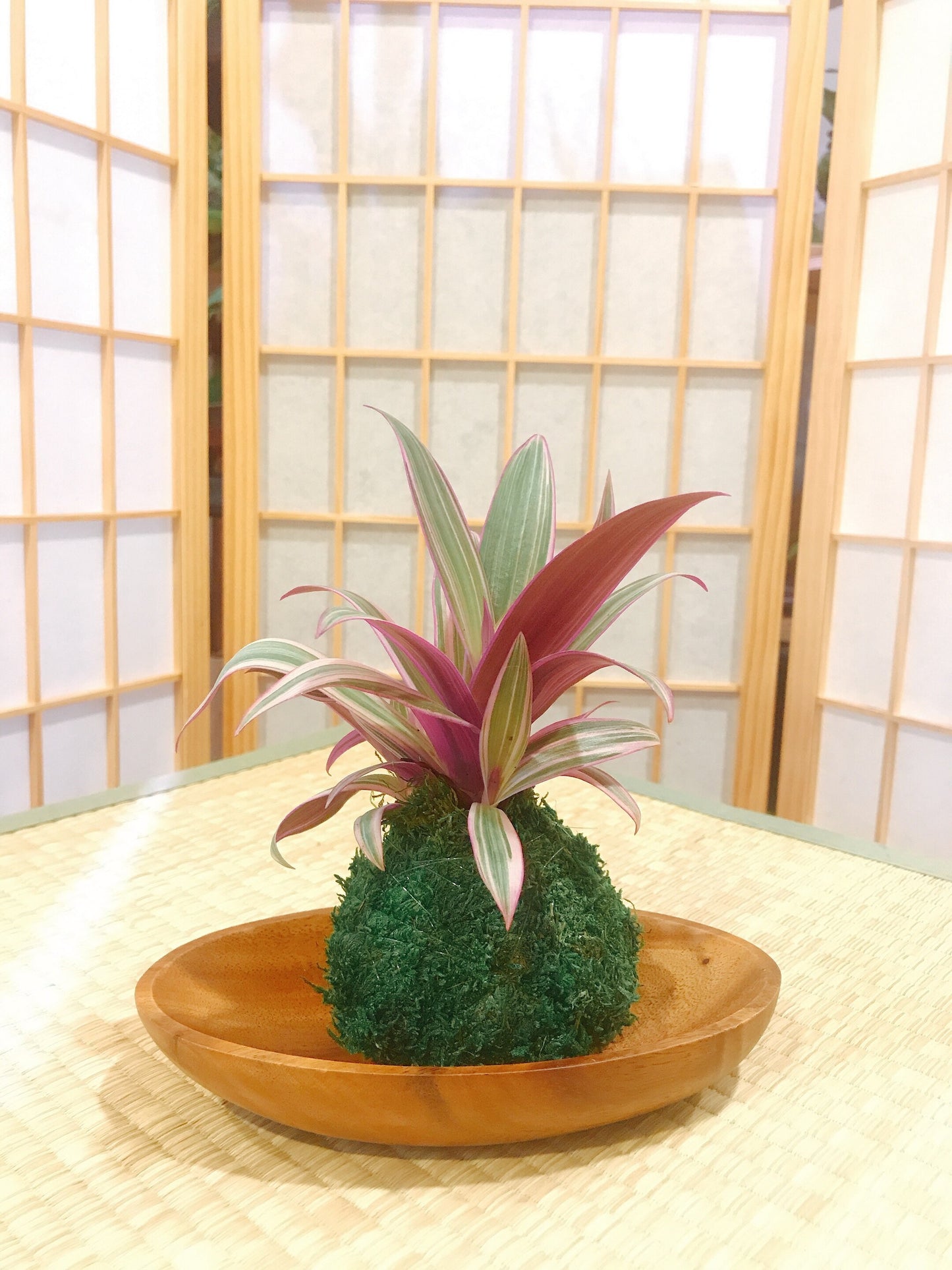 Wooden Saucer for Medium Kokedama oval 8”x 4.5”x 1.5”