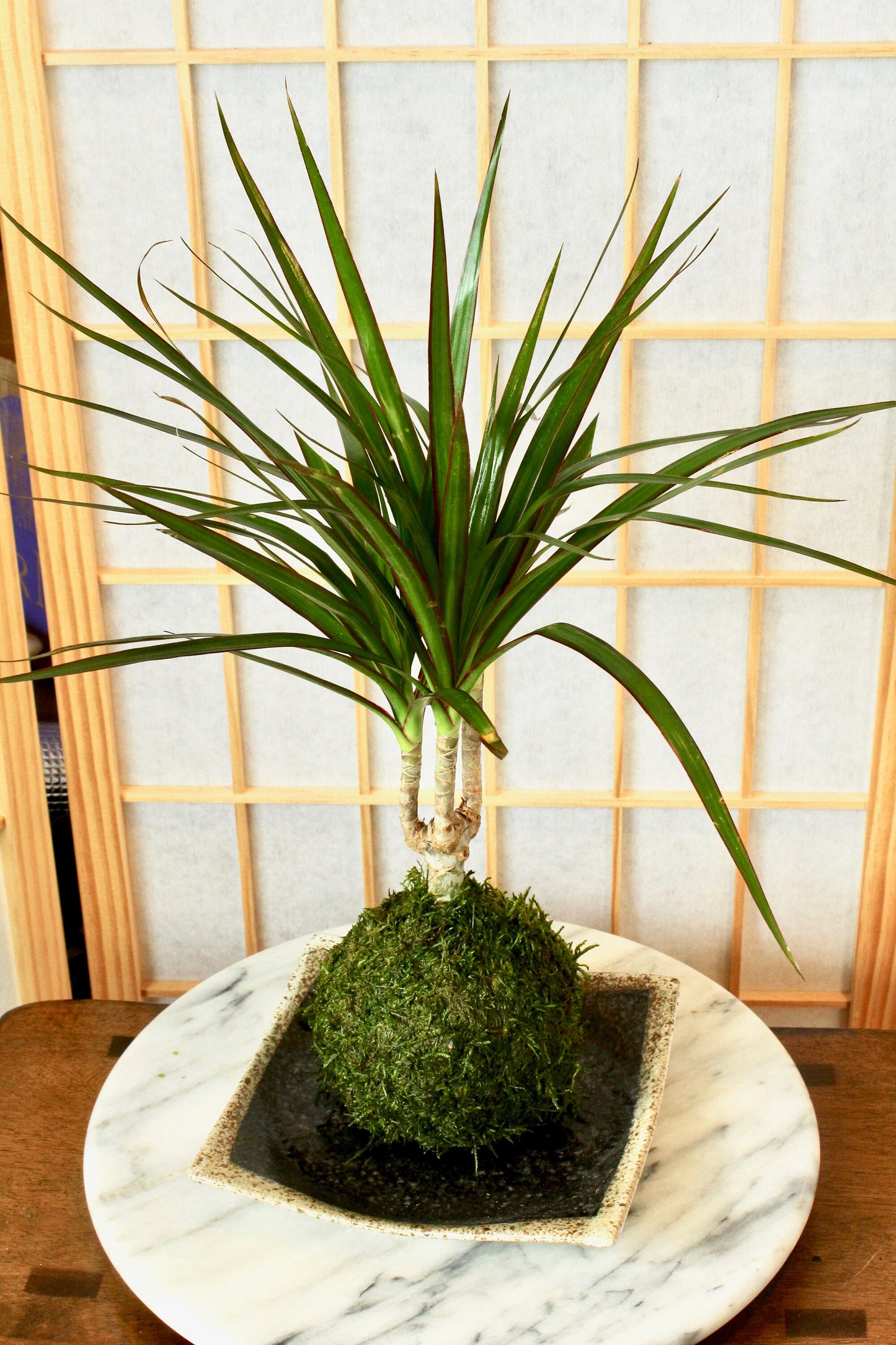 Dracaena Marginata Kokedama - Popular plant- last long. Low light is ok! Good indoor plant.