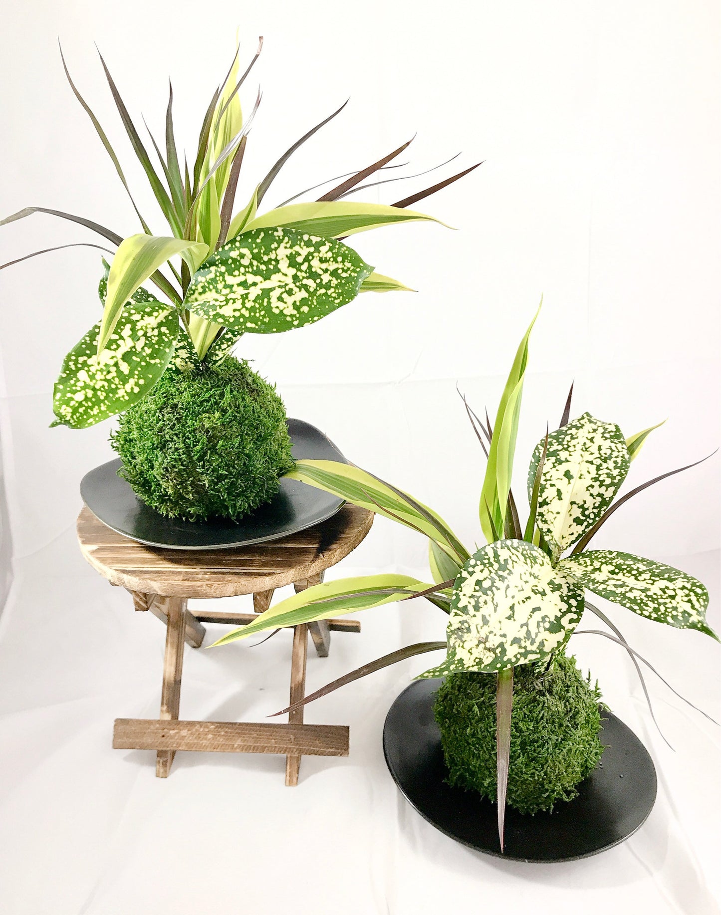 Dracaena Marginata with croton Kokedama, Bring tranquility to your house or office!