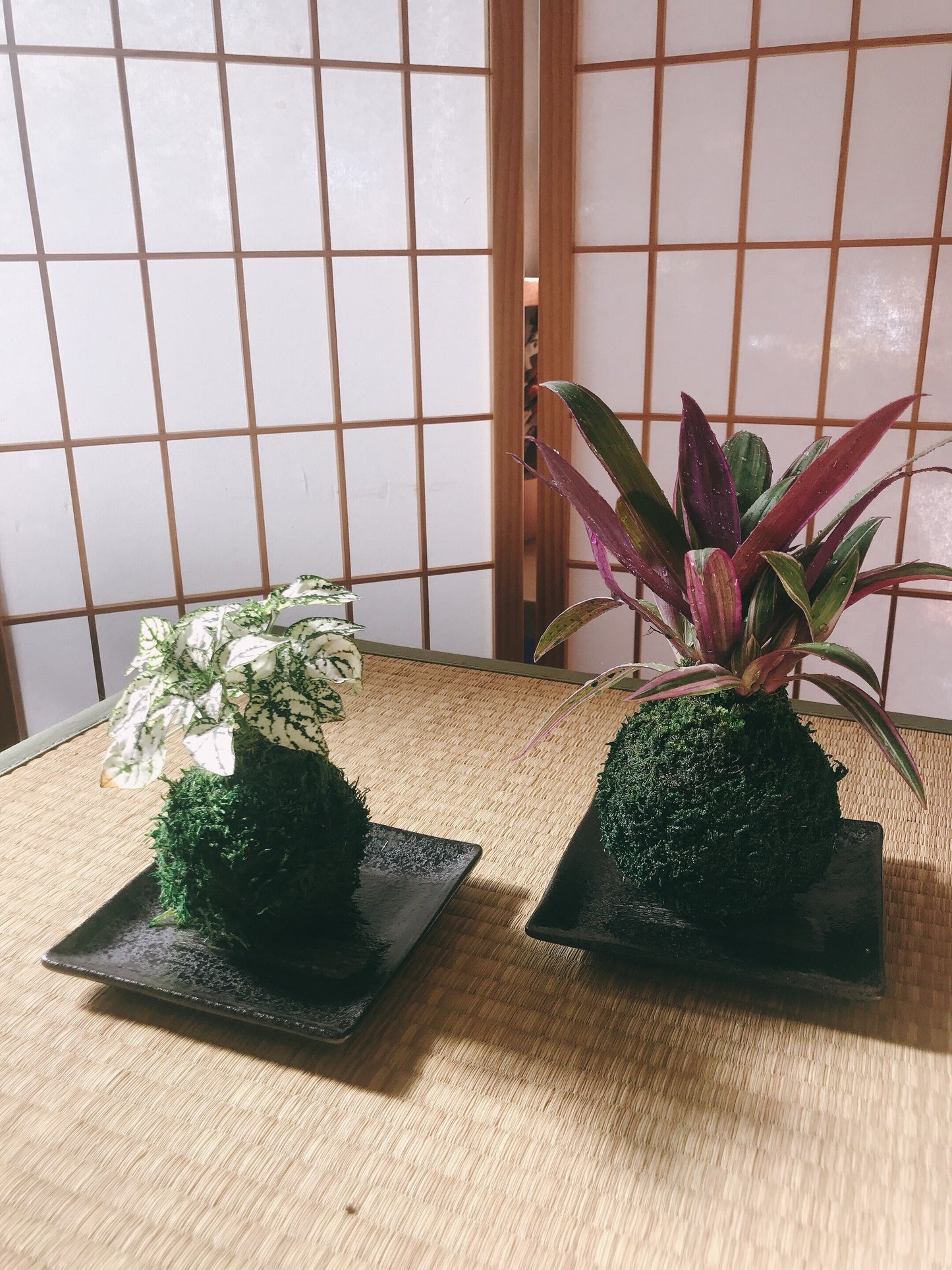 Square black grazed and paint design saucer for Small to Medium Kokedama
