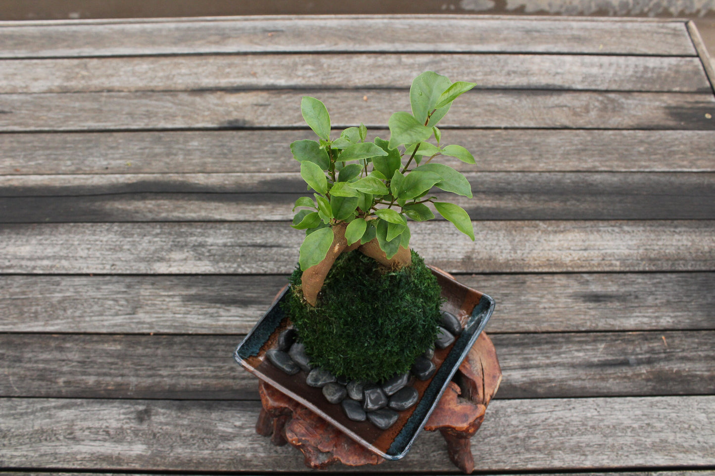 Banyan tree(Ginseng Ficus) Kokedama - Tree that bring happiness! Feel the forest, easy maintenance!