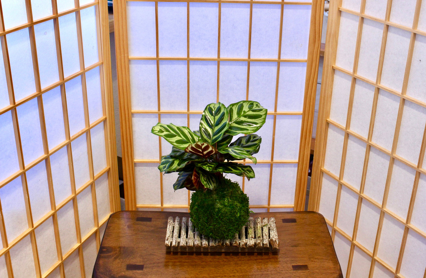 Calathea makoyana Kokedama - Bonsai Moss ball - Japanese house plant decoration