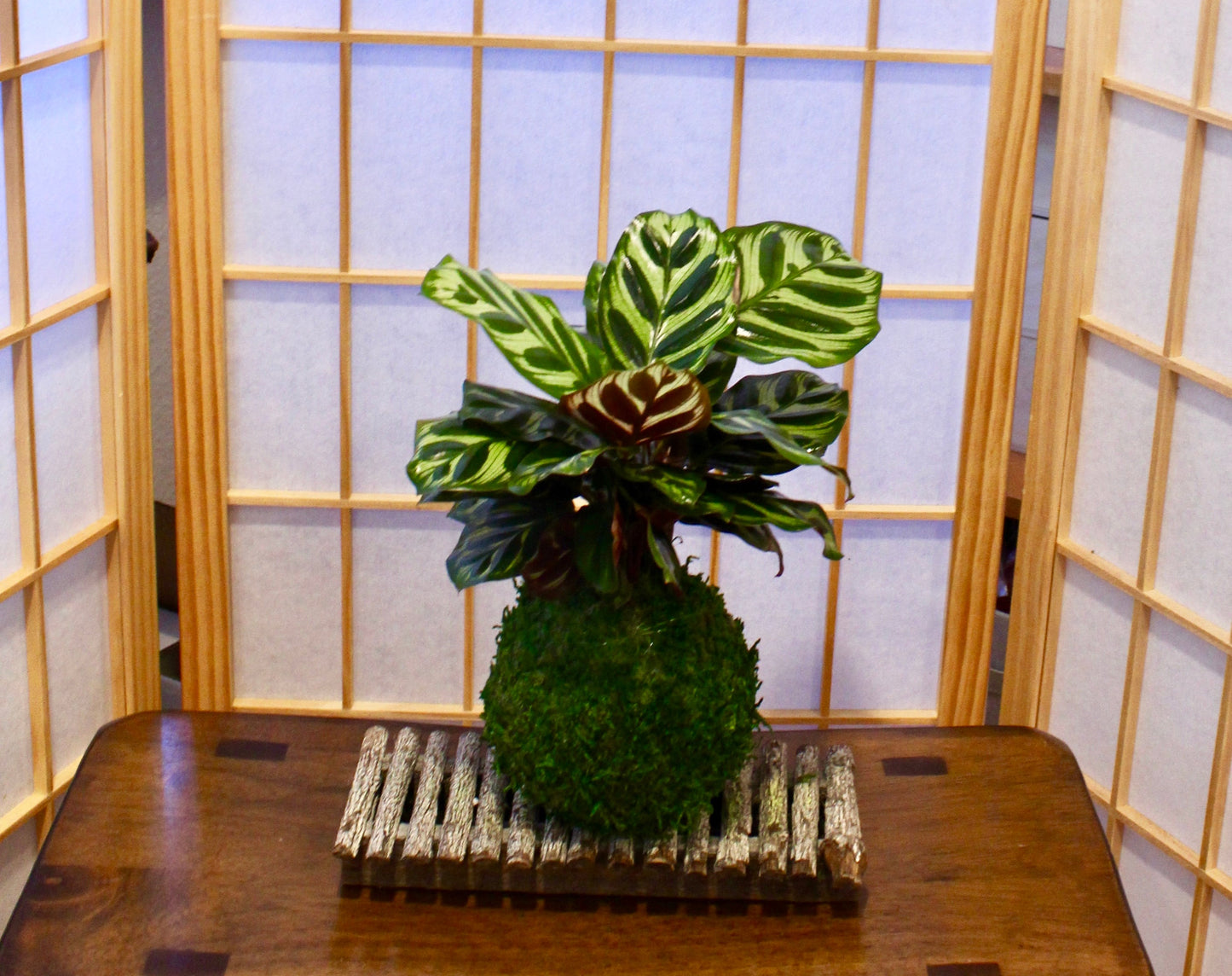 Calathea makoyana Kokedama - Bonsai Moss ball - Japanese house plant decoration