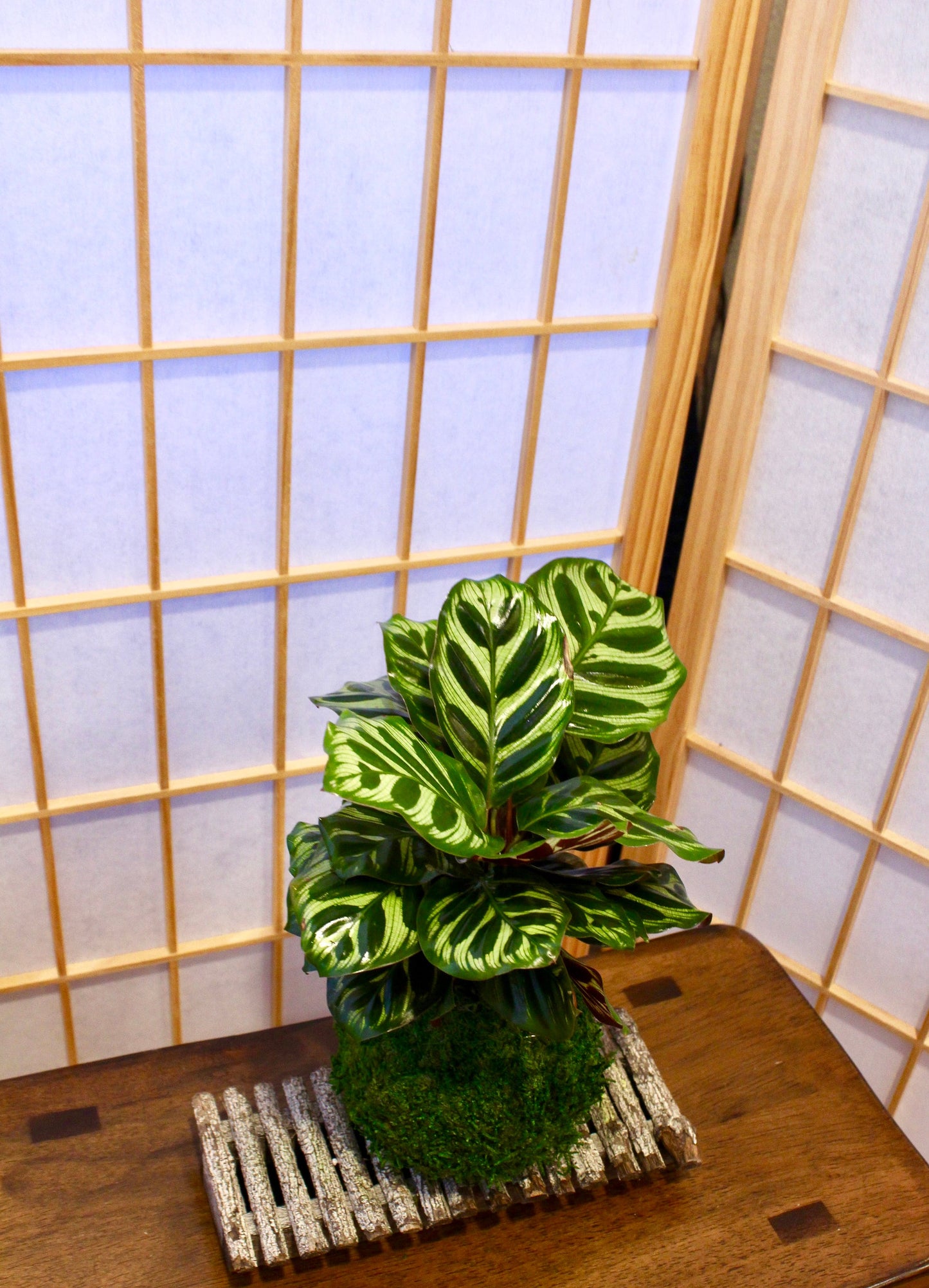 Calathea makoyana Kokedama - Bonsai Moss ball - Japanese house plant decoration