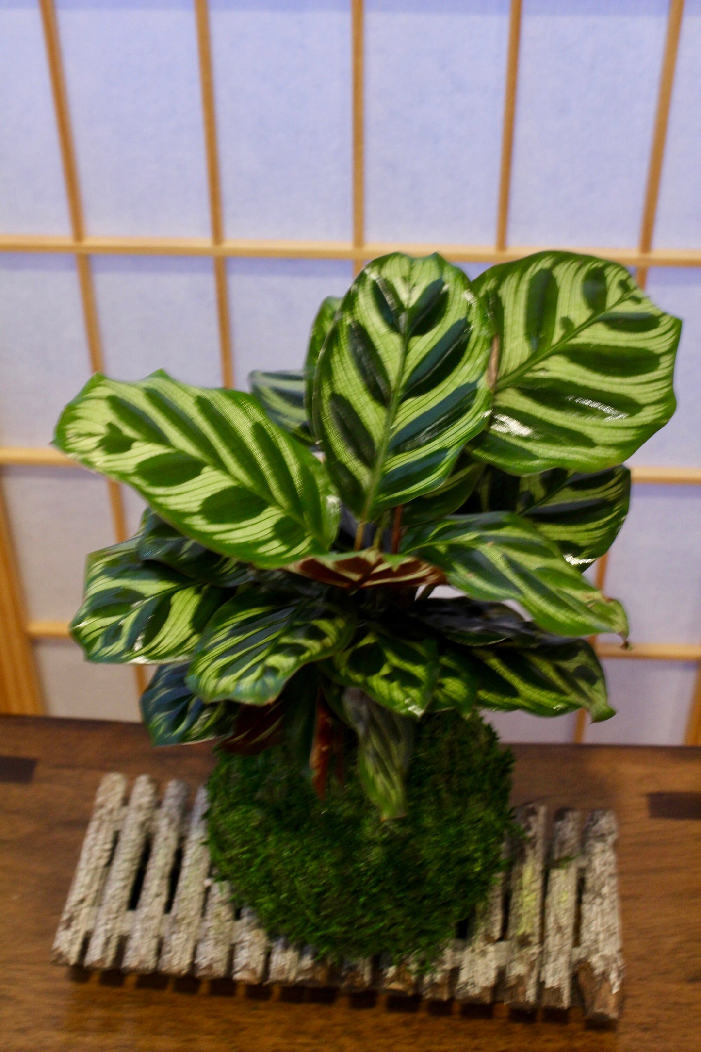 Calathea makoyana Kokedama - Bonsai Moss ball - Japanese house plant decoration