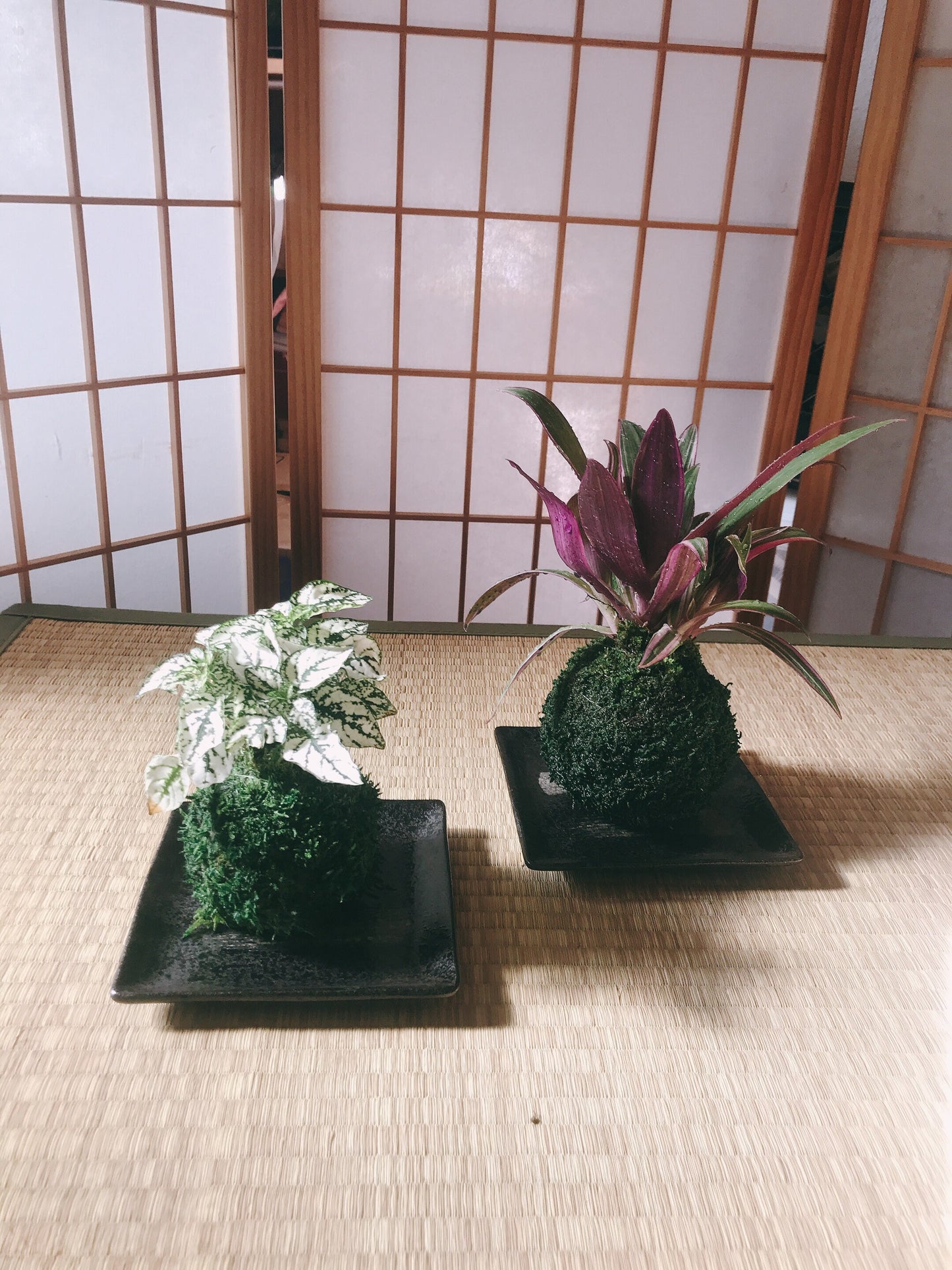 Square black grazed and paint design saucer for Small to Medium Kokedama