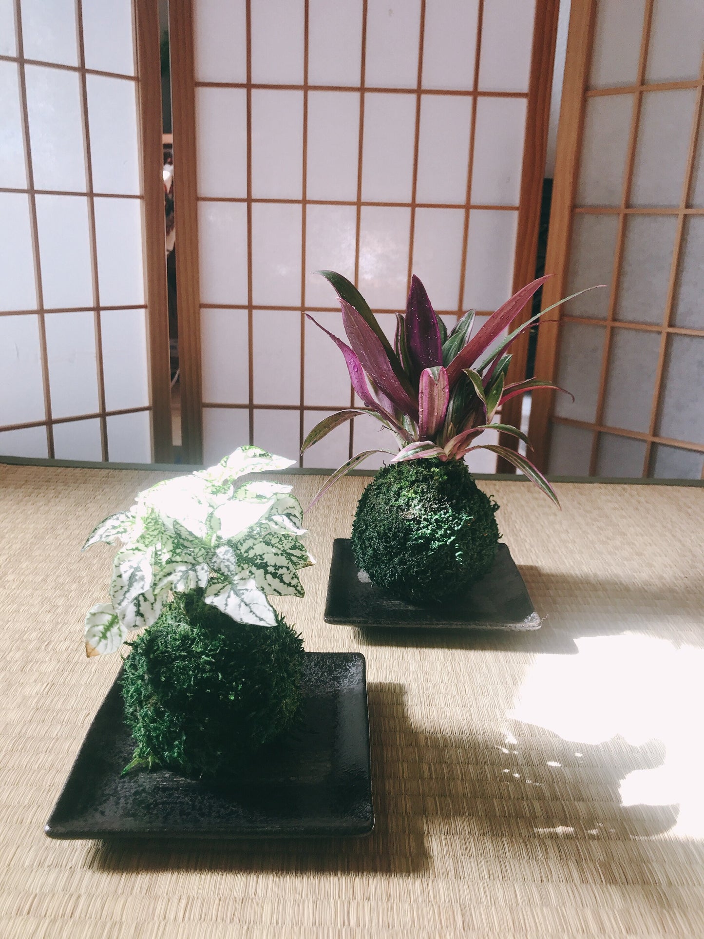 Square black grazed and paint design saucer for Small to Medium Kokedama