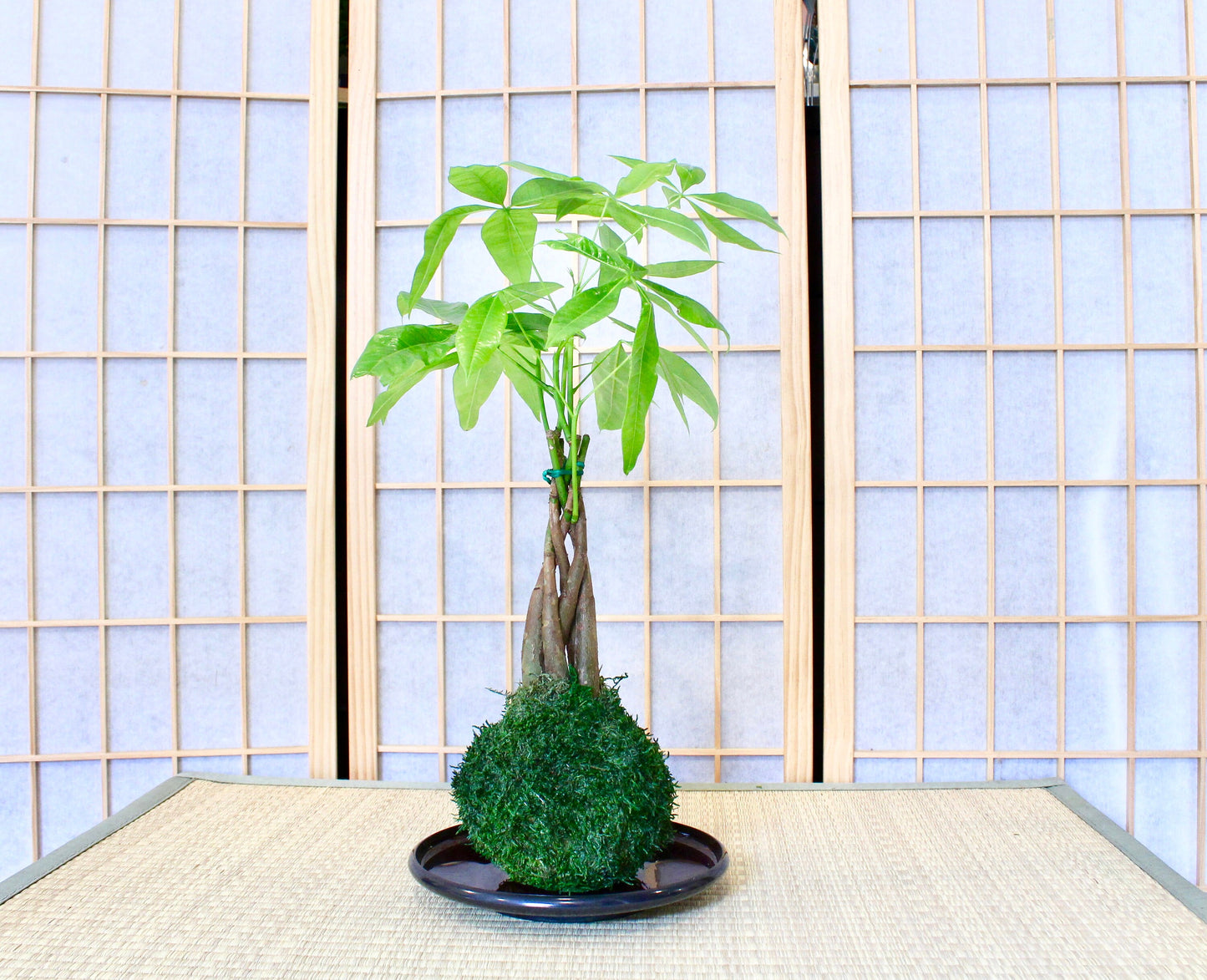 Round light weight, obon type plastic saucer for large Kokedama. 8" x 8"