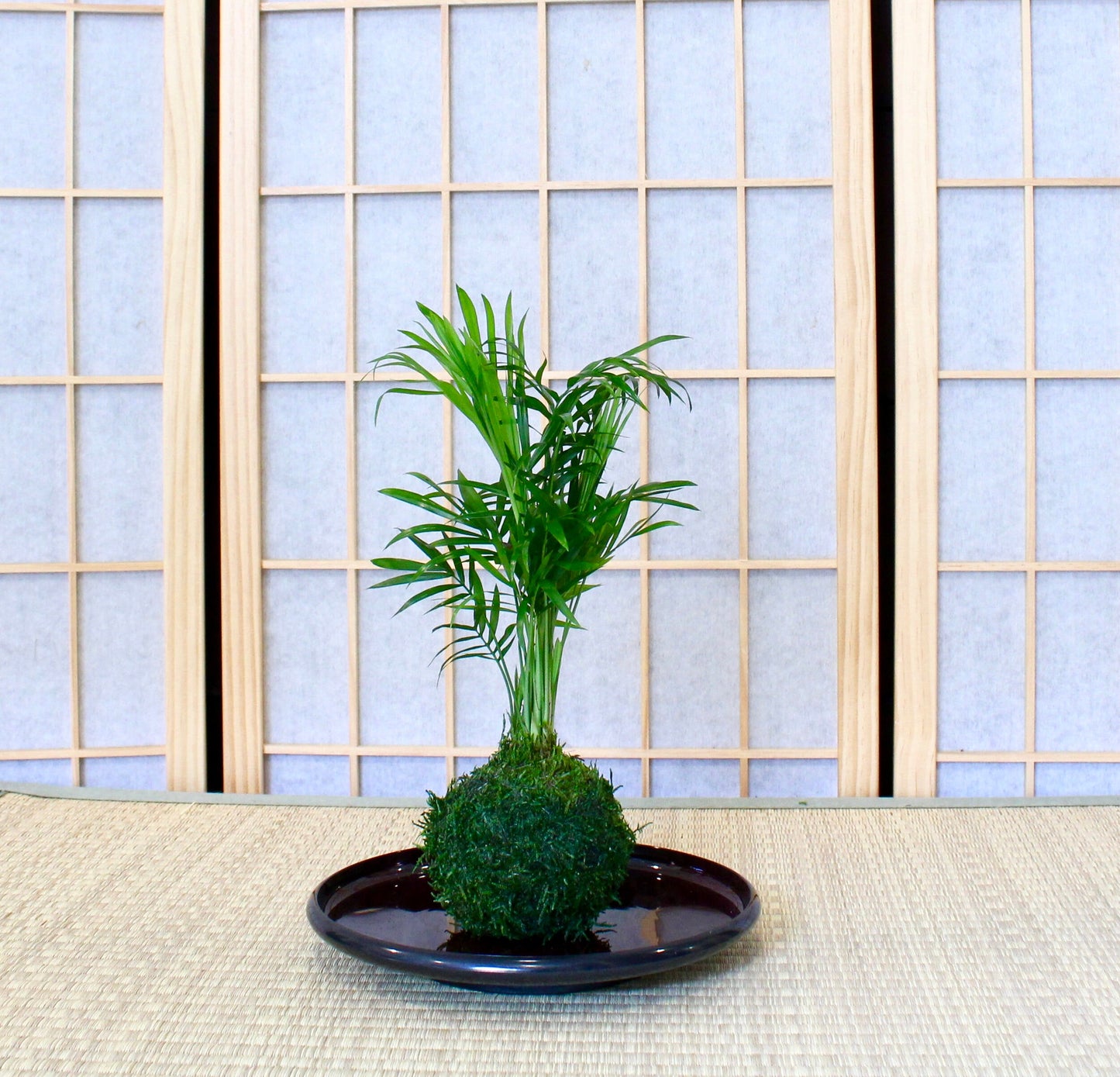 Round light weight, obon type plastic saucer for large Kokedama. 8" x 8"