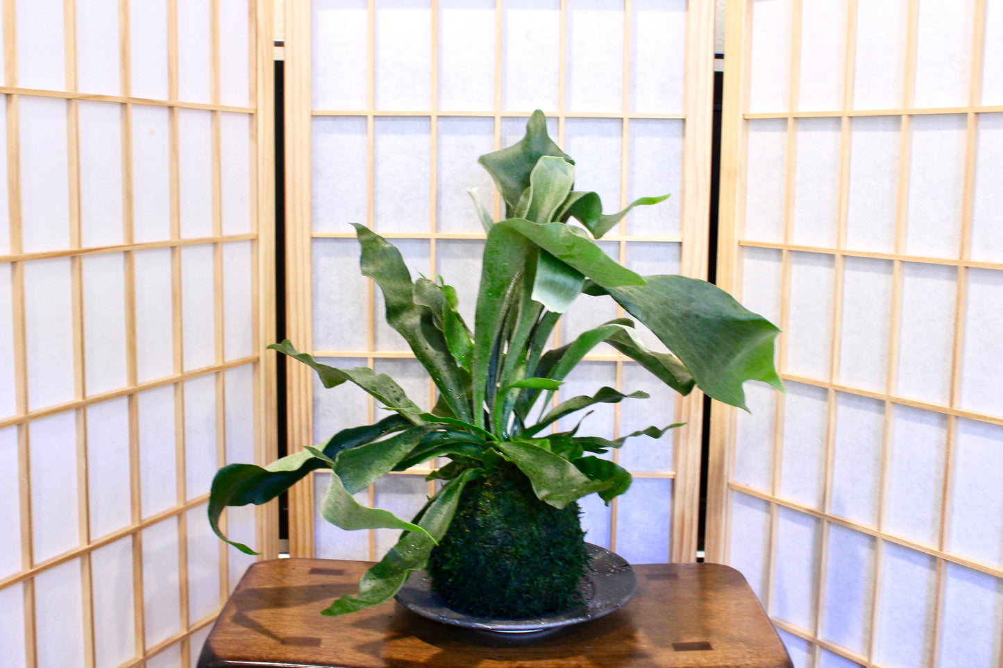 Large Staghorn Kokedama, Japanese traditional indoor garden technique
