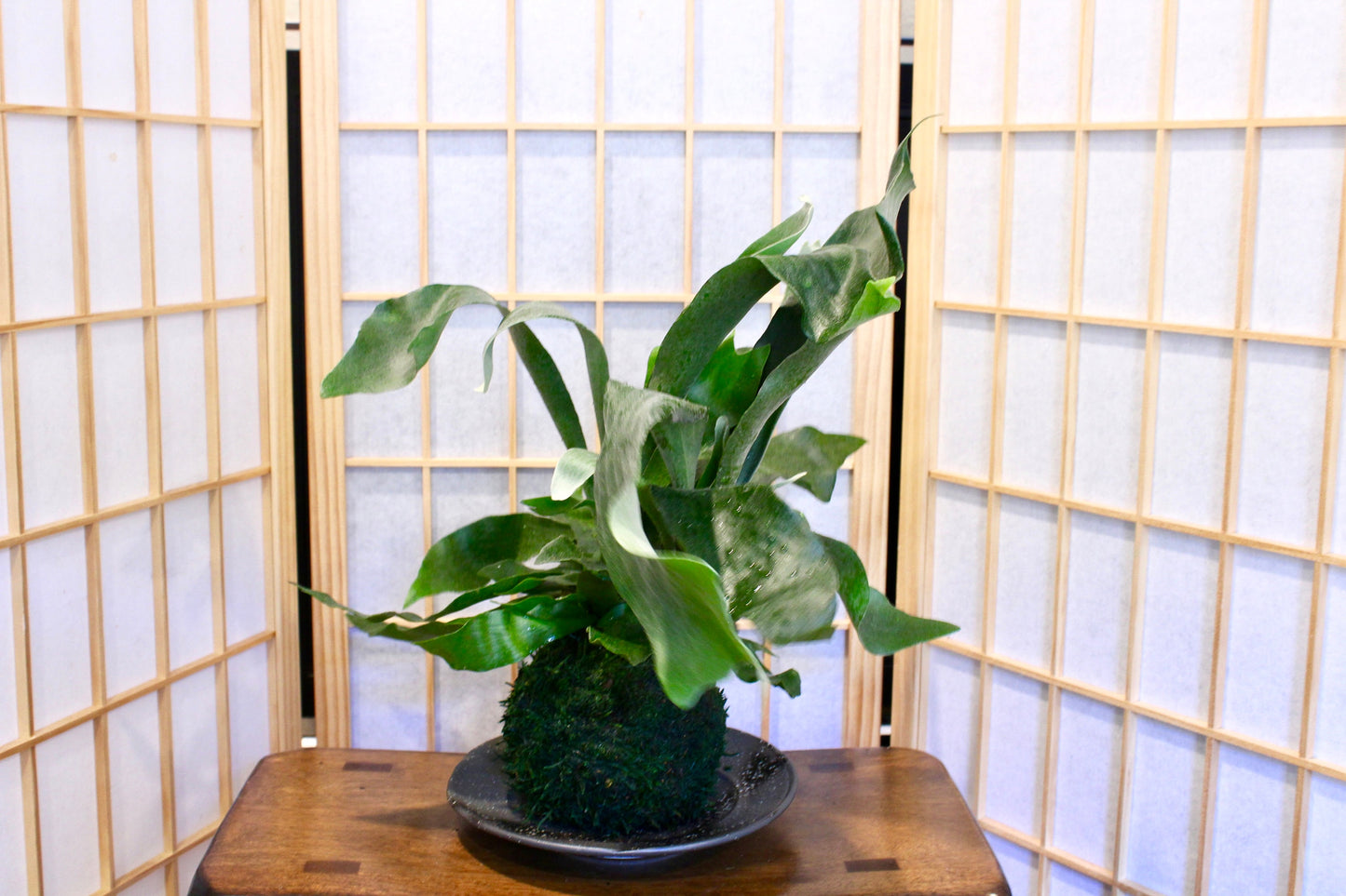 Large Staghorn Kokedama, Japanese traditional indoor garden technique