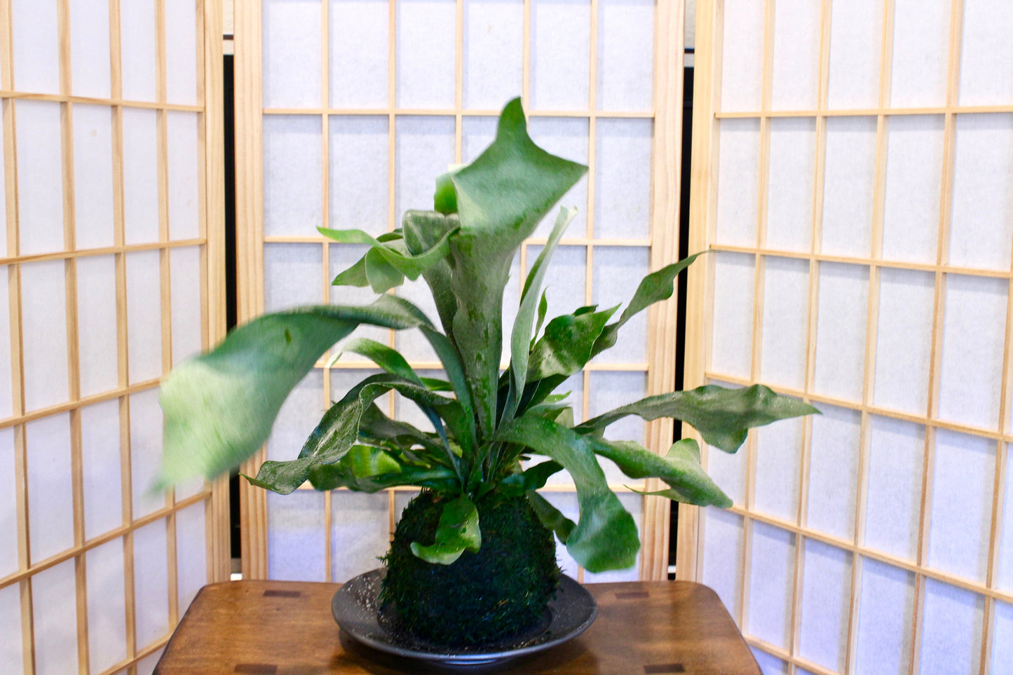 Large Staghorn Kokedama, Japanese traditional indoor garden technique