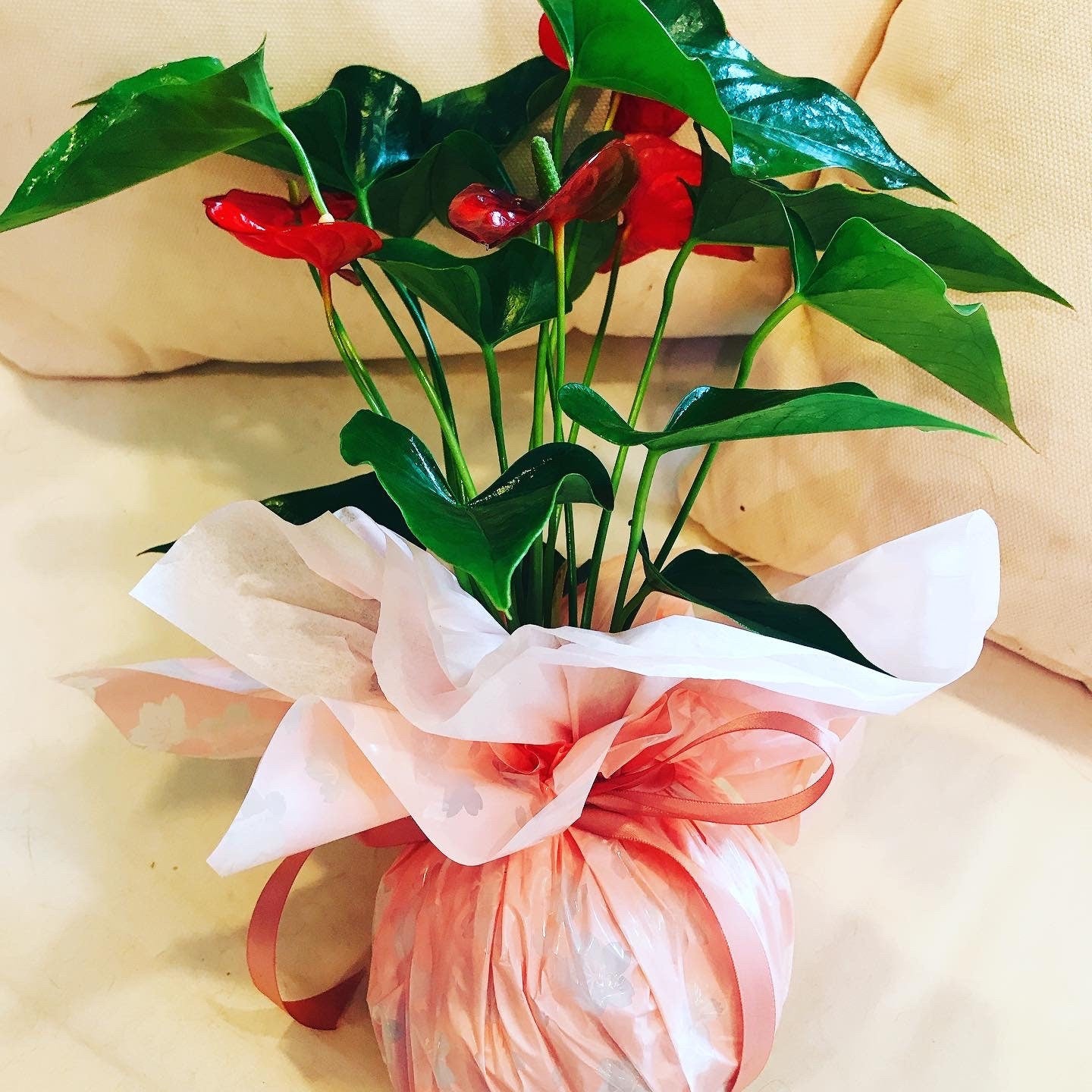 Gift wrapping with for your purchased Kokedama  (Only with Kokedama purchase)