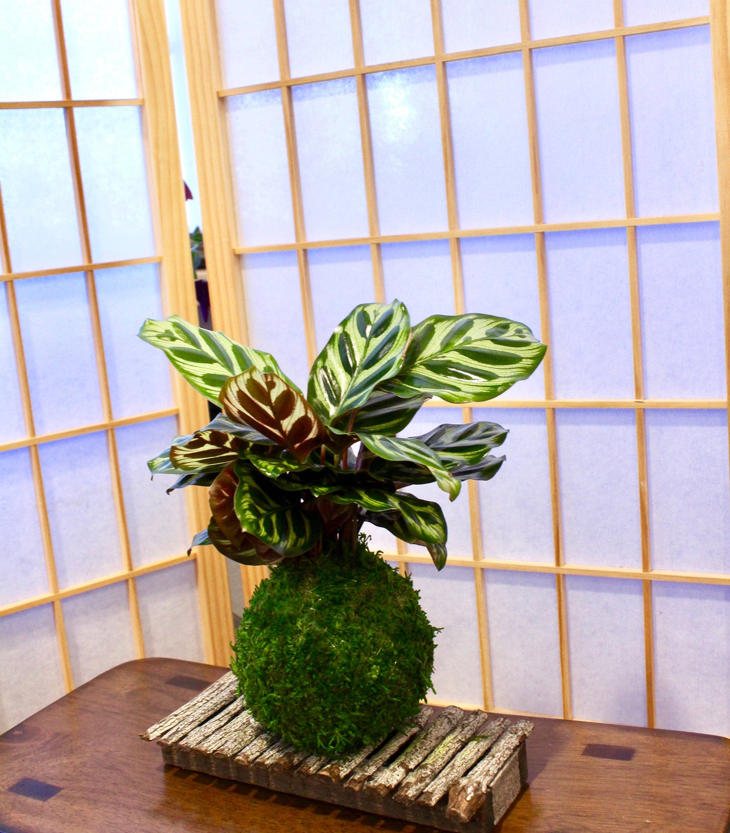 Calathea makoyana Kokedama - Bonsai Moss ball - Japanese house plant decoration