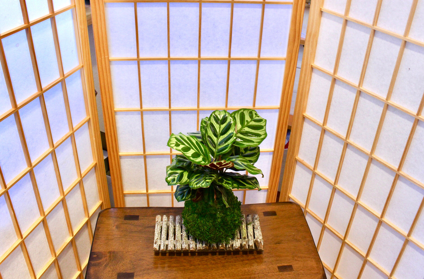 Calathea makoyana Kokedama - Bonsai Moss ball - Japanese house plant decoration