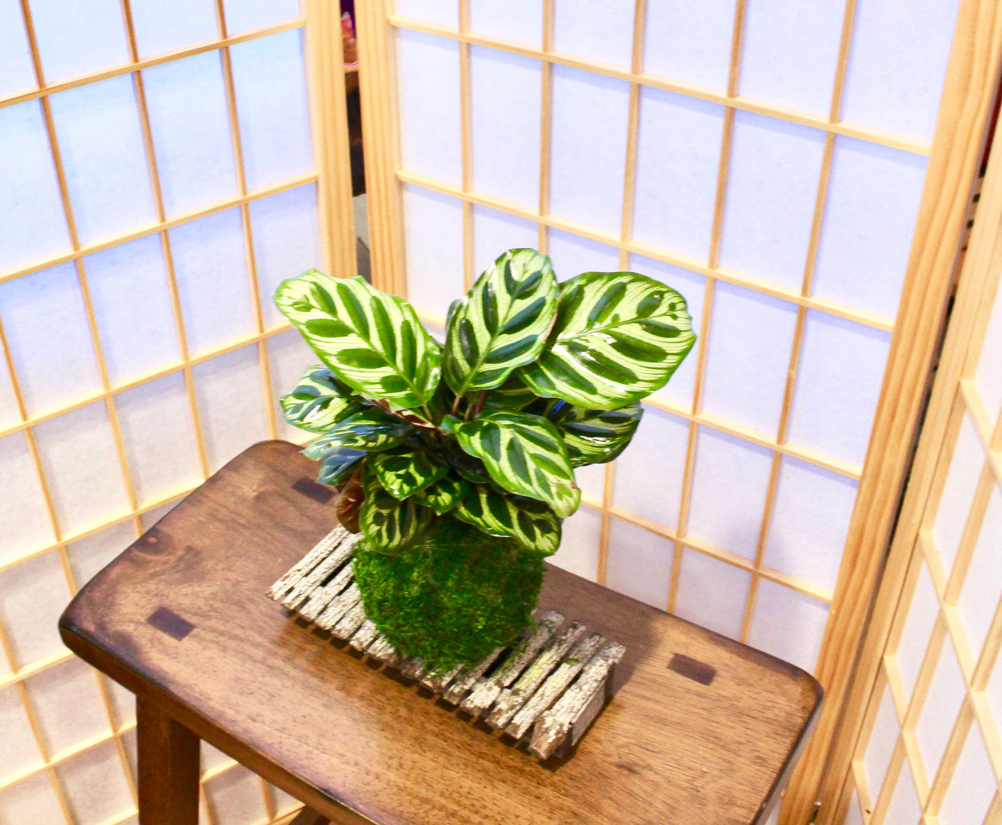 Calathea makoyana Kokedama - Bonsai Moss ball - Japanese house plant decoration