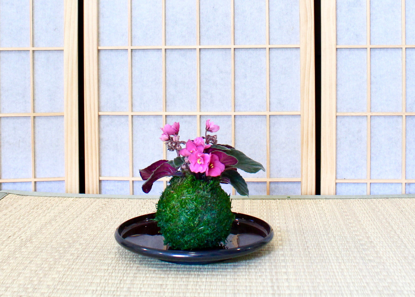 Round light weight, obon type plastic saucer for large Kokedama. 8" x 8"