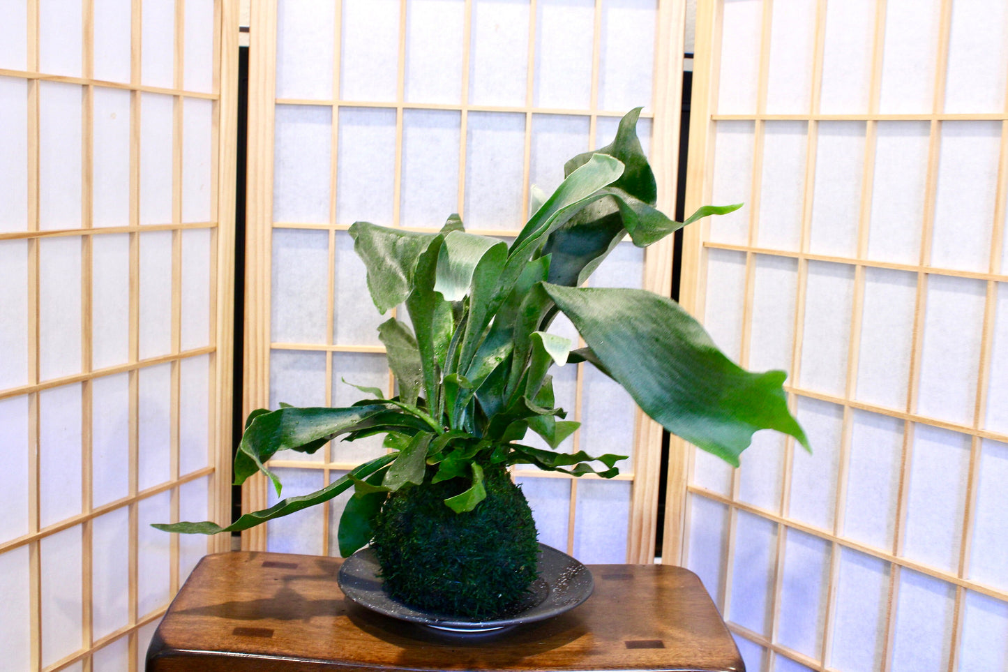 Large Staghorn Kokedama, Japanese traditional indoor garden technique