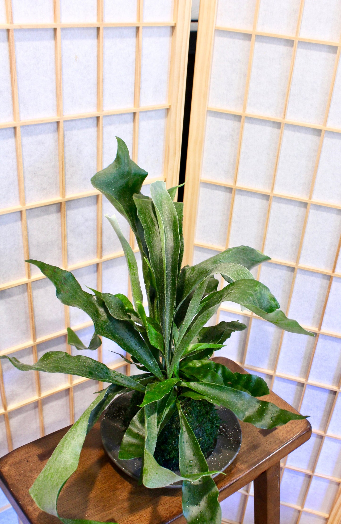 Large Staghorn Kokedama, Japanese traditional indoor garden technique