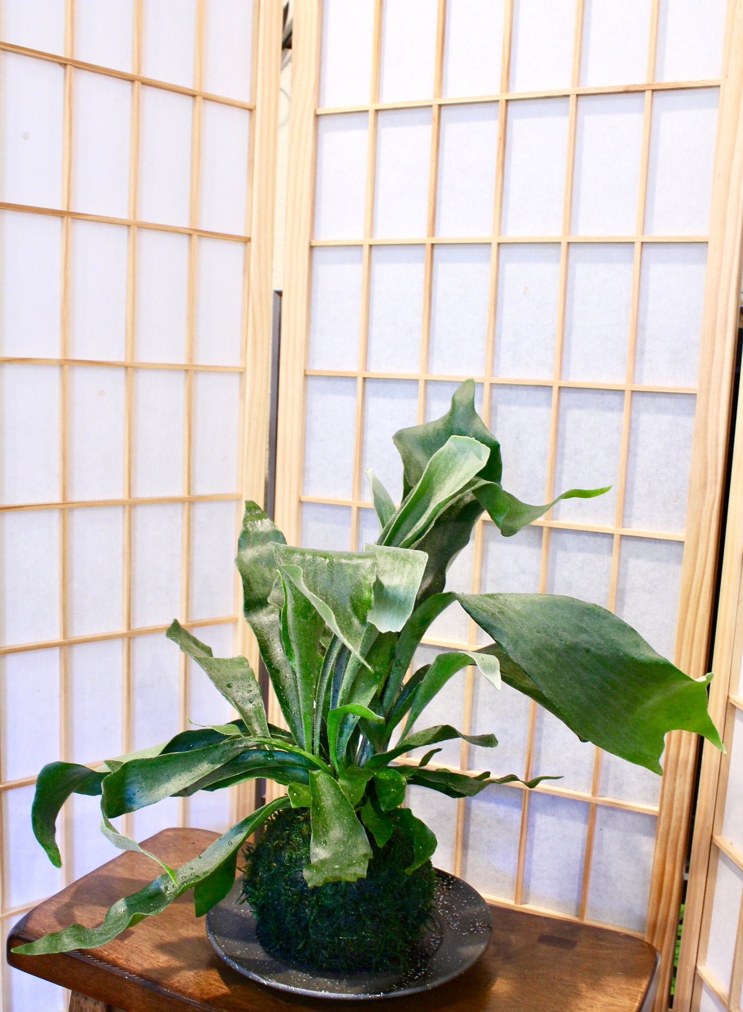 Large Staghorn Kokedama, Japanese traditional indoor garden technique