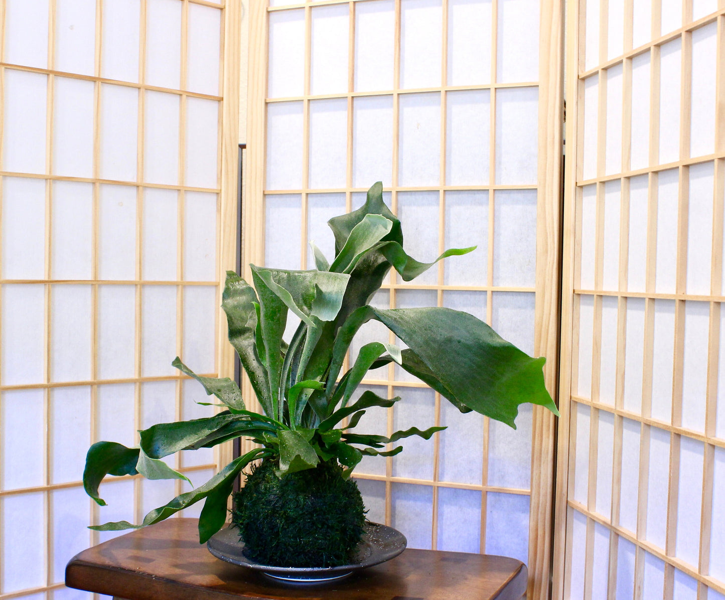 Large Staghorn Kokedama, Japanese traditional indoor garden technique