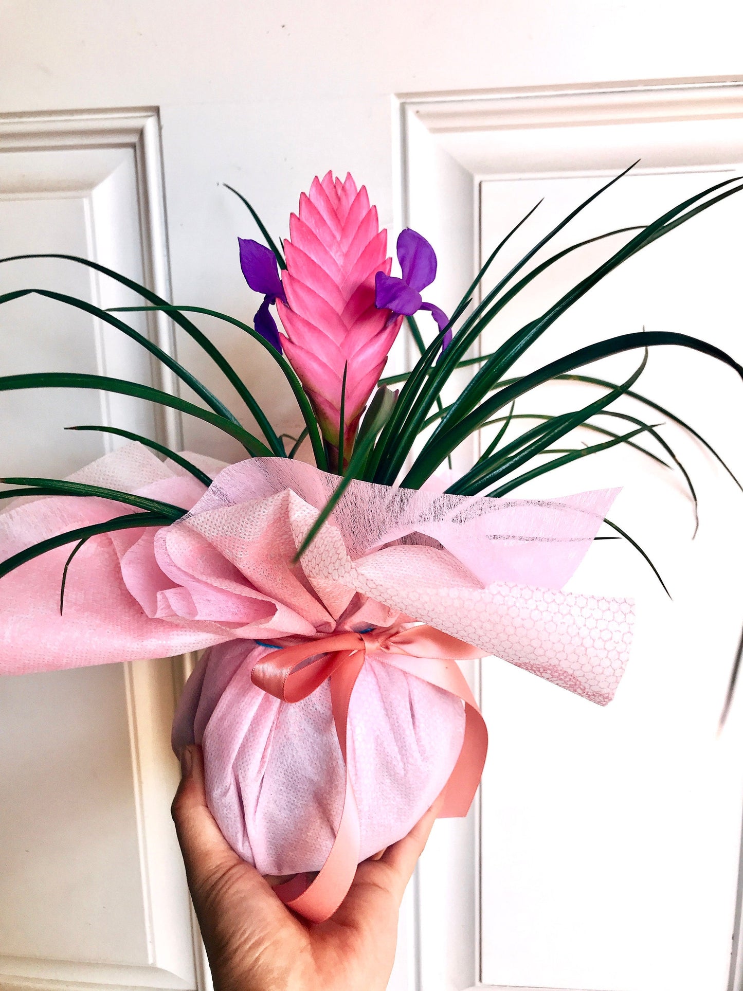 Gift wrapping with for your purchased Kokedama  (Only with Kokedama purchase)