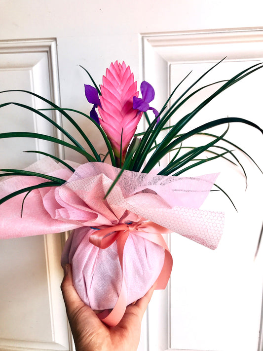 Gift wrapping with for your purchased Kokedama  (Only with Kokedama purchase)