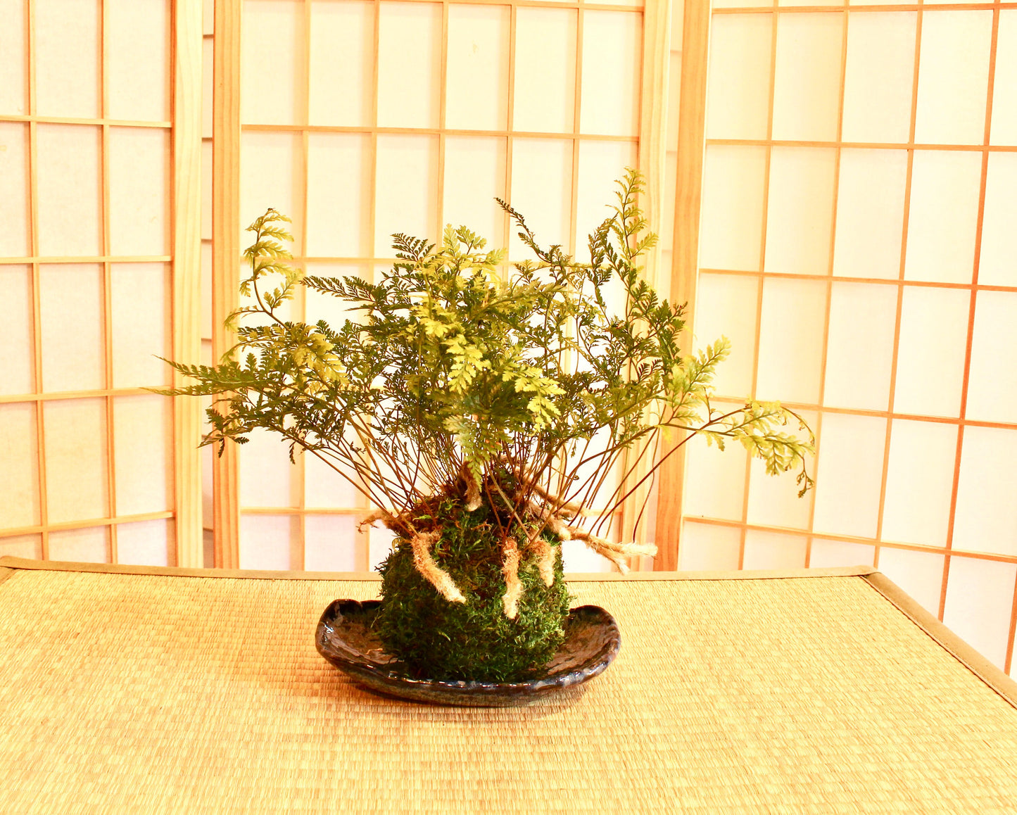 Rabbit foot Fern Kokedama - Moss ball, beautiful live green!