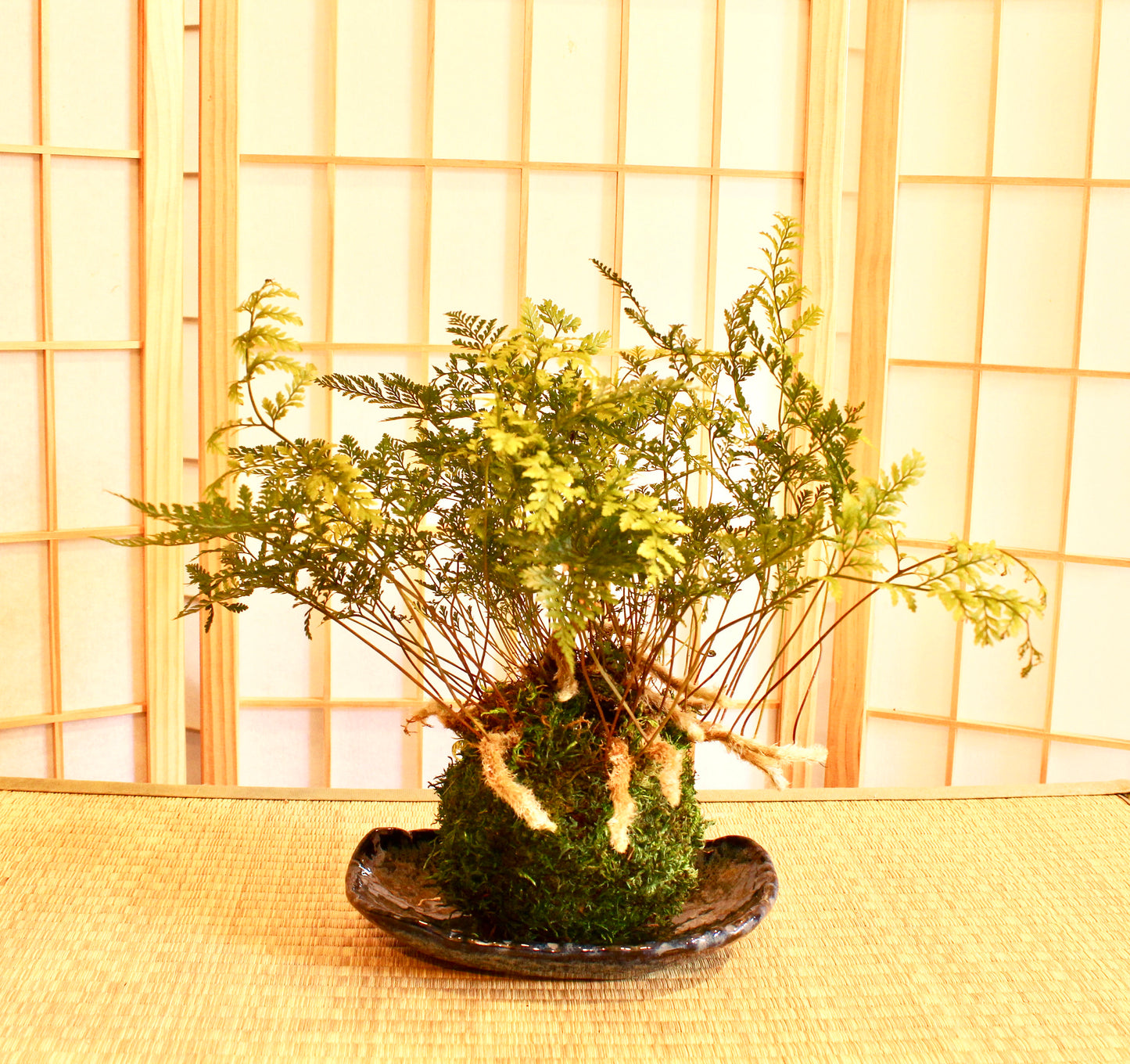 Rabbit foot Fern Kokedama - Moss ball, beautiful live green!