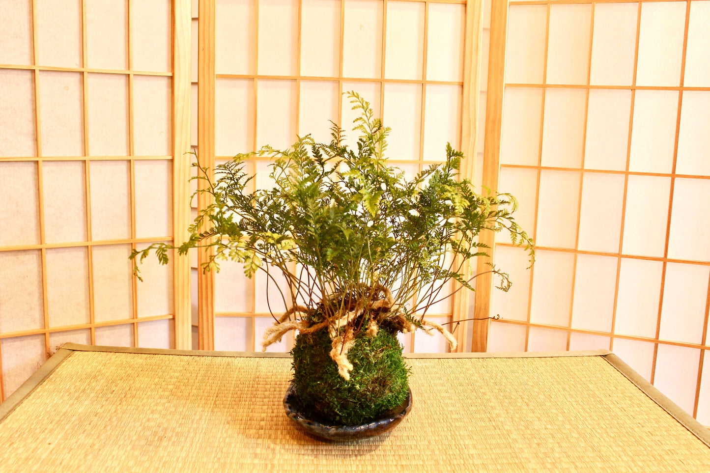 Rabbit foot Fern Kokedama - Moss ball, beautiful live green!
