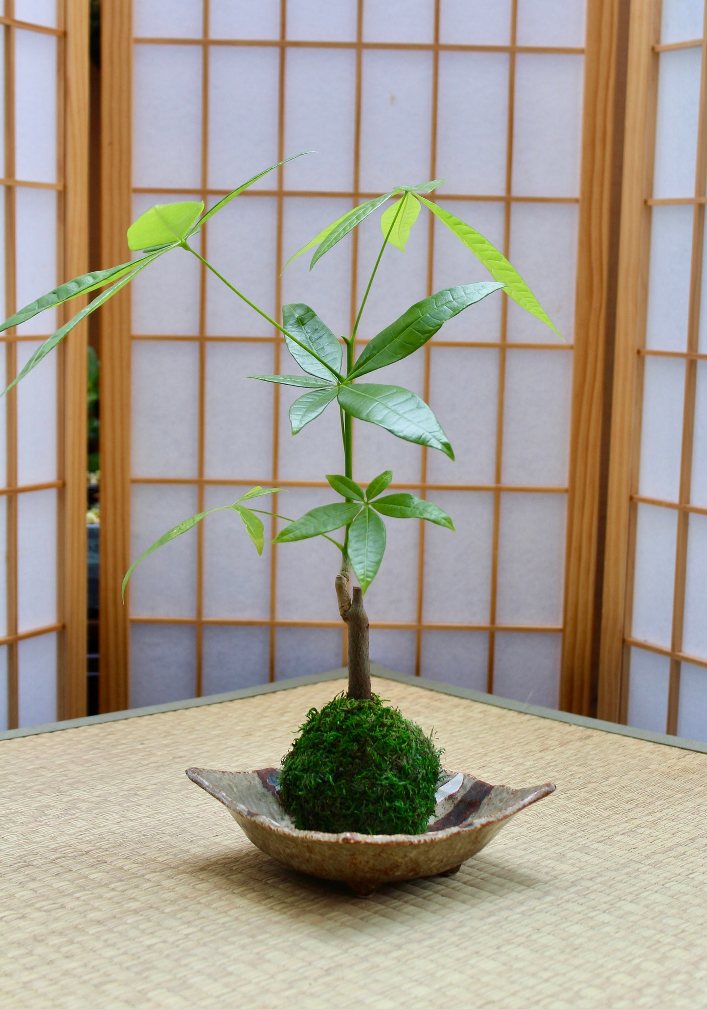 Square Grazed brown/white designed Ceramic Saucers for Medium Kokedama. 6 x 6 x 1.7 inch tall