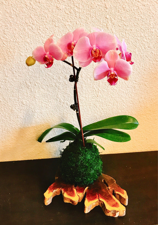 Kokedama - Moss ball with beautiful white-pink orchid