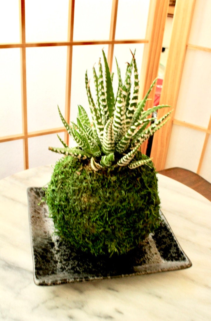 succulent zebra plant Haworthia fasciata Zebra Succulent Plant Kokedama – Kodama Forest