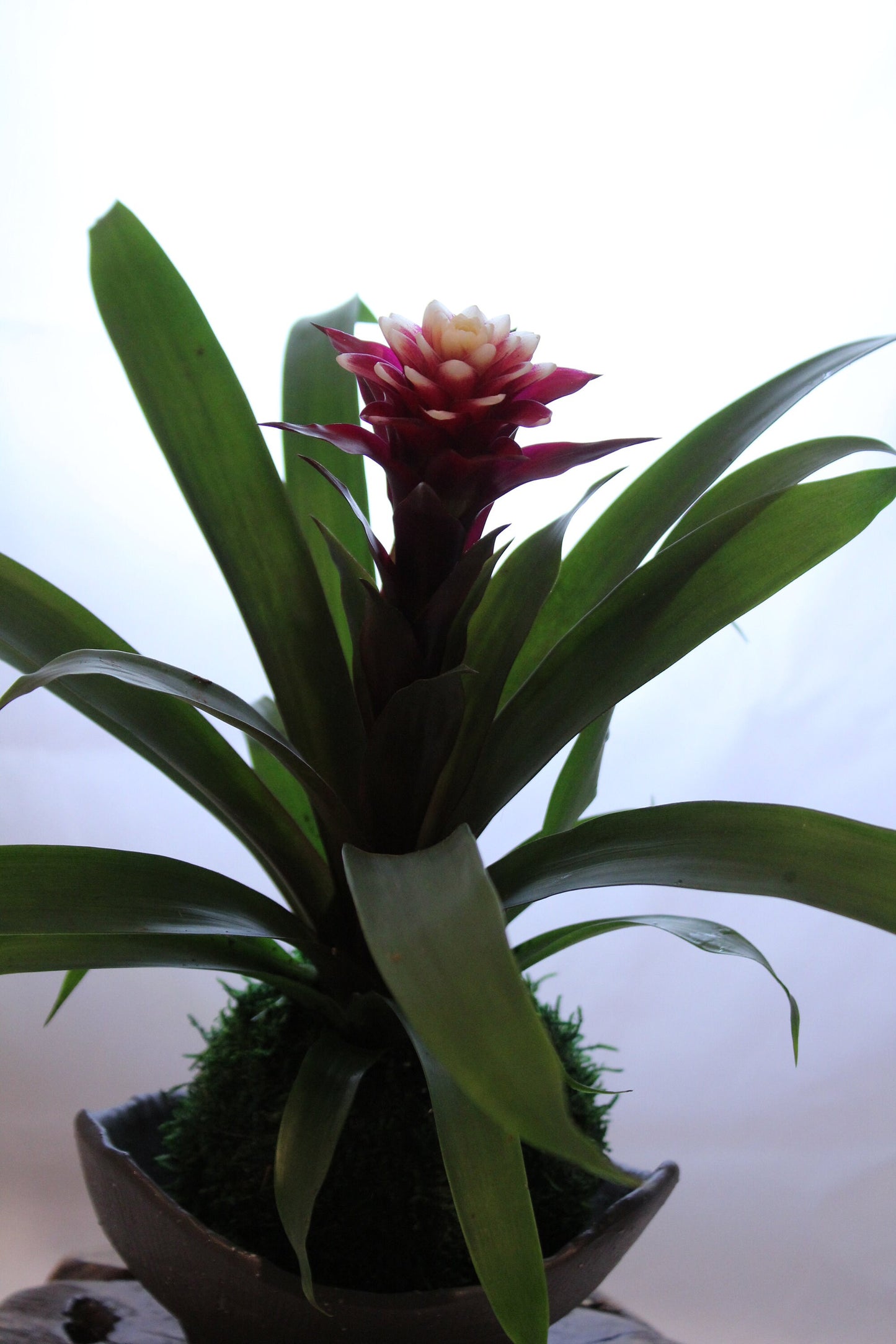 Beautiful white/red colored Bromeliad Kokedama - Moss ball, Japanese indoor garden technique, cleanliness look live house decoration.