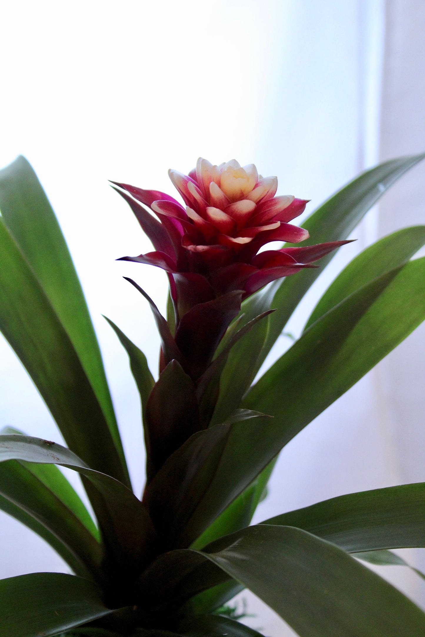 Beautiful white/red colored Bromeliad Kokedama - Moss ball, Japanese indoor garden technique, cleanliness look live house decoration.