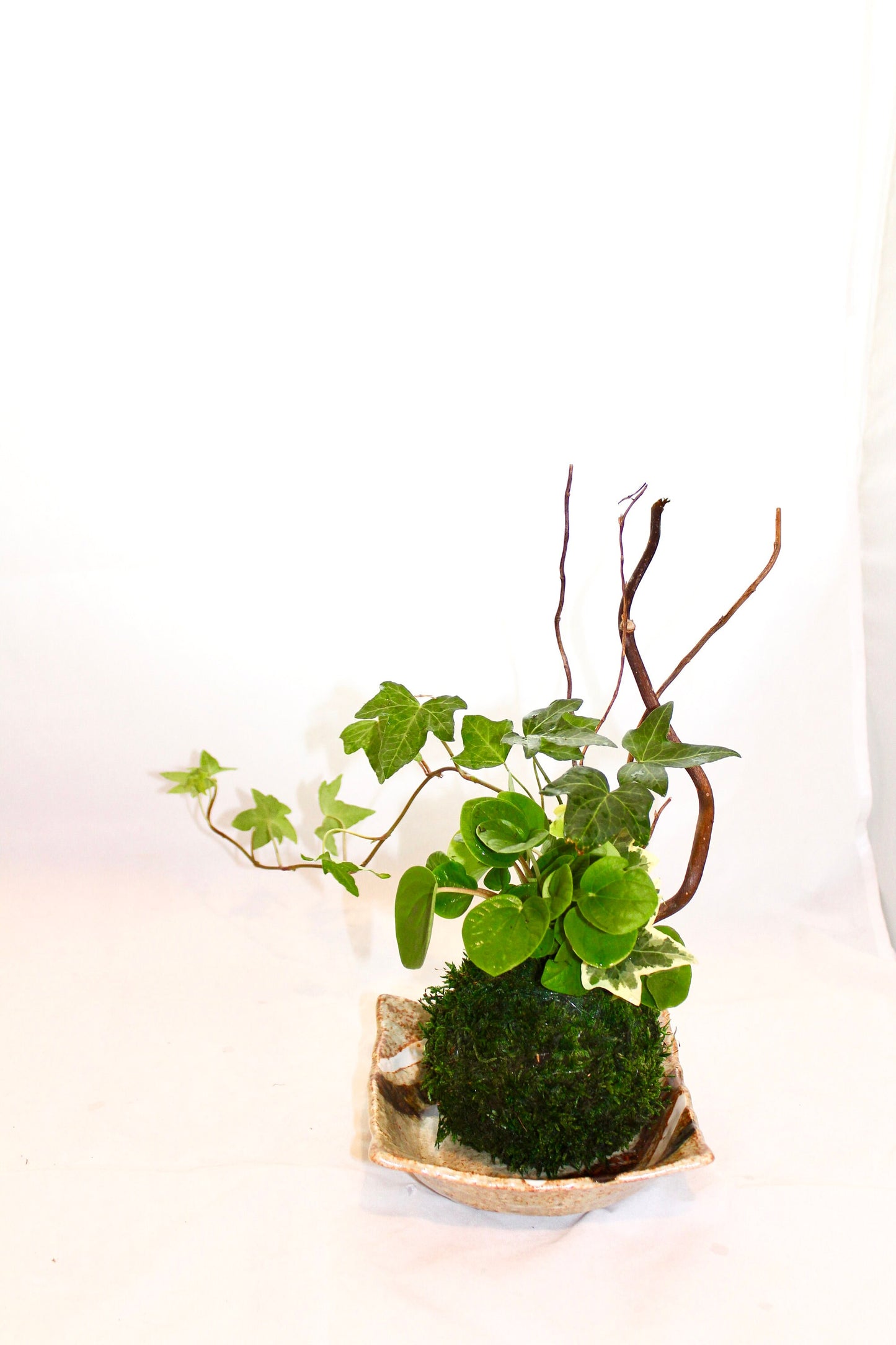 Arranged Kokedama with ripple peperomia and ivy, Japanese traditional indoor moss ball garden