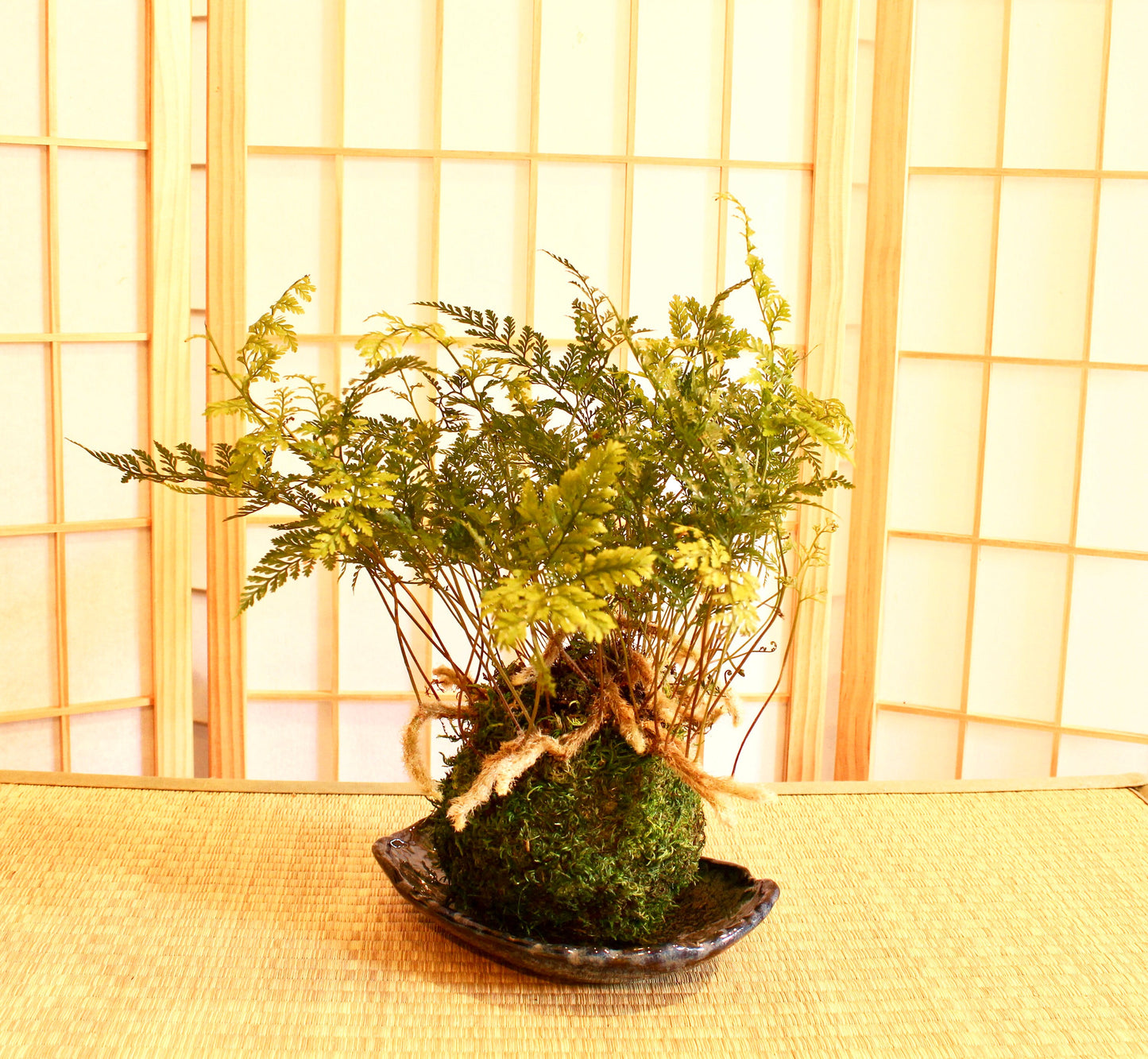 Rabbit foot Fern Kokedama - Moss ball, beautiful live green!