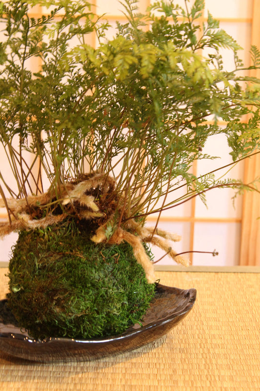 Rabbit foot Fern Kokedama - Moss ball, beautiful live green!