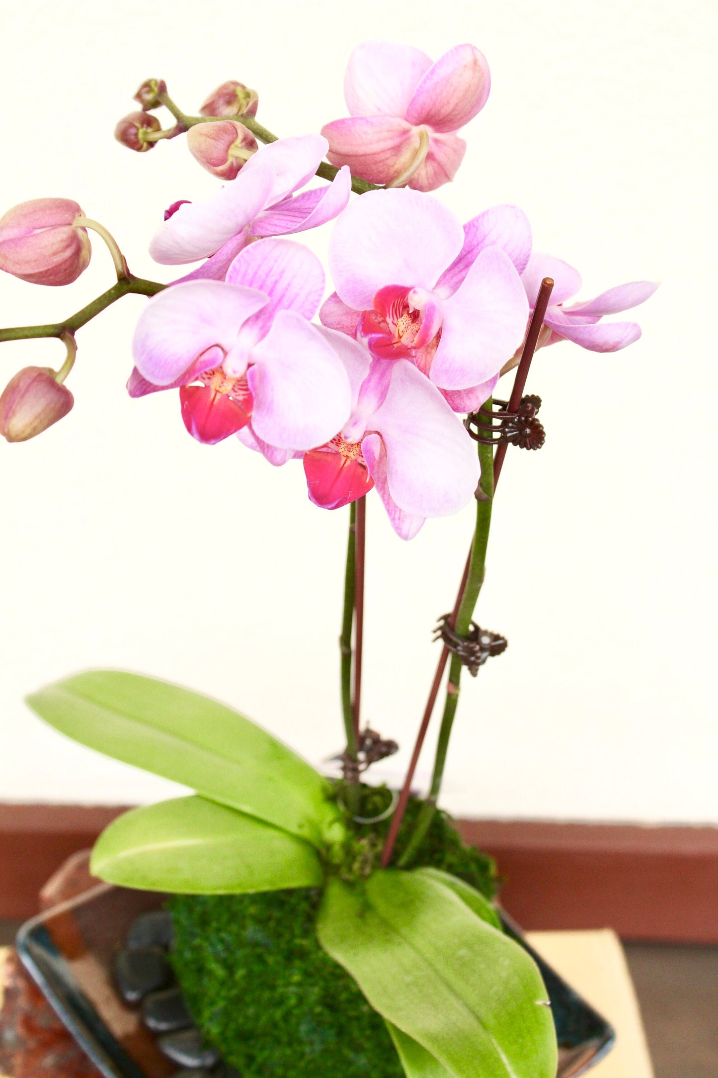 Kokedama - Moss ball with beautiful white-pink orchid