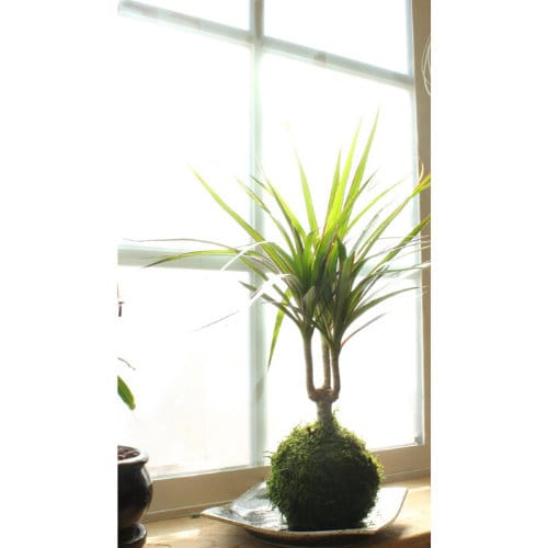 Dracaena Marginata Kokedama - Popular plant- last long. Low light is ok! Good indoor plant.