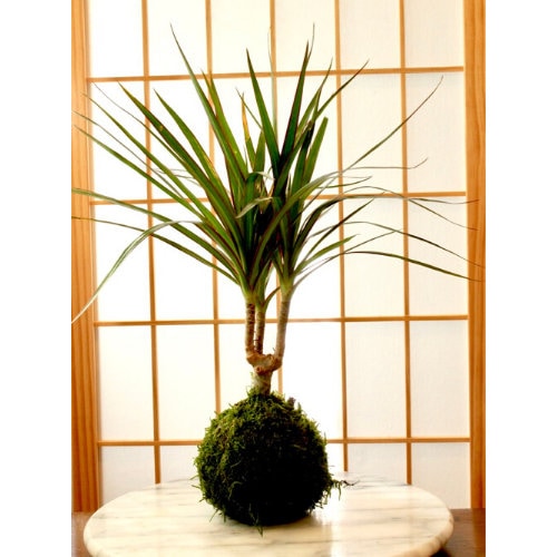 Dracaena Marginata Kokedama - Popular plant- last long. Low light is ok! Good indoor plant.